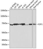 E2F1 Antibody in Western Blot (WB)