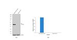 FAS Antibody in Western Blot (WB)