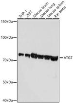 ATG7 Antibody in Western Blot (WB)