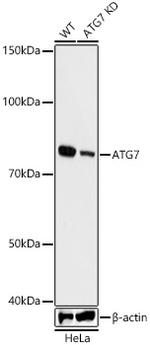 ATG7 Antibody in Western Blot (WB)