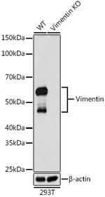 Vimentin Antibody in Western Blot (WB)