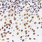 HuR Antibody in Immunohistochemistry (Paraffin) (IHC (P))