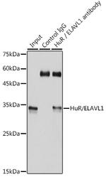 HuR Antibody in Immunoprecipitation (IP)