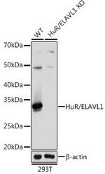 HuR Antibody in Western Blot (WB)