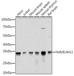 HuR Antibody in Western Blot (WB)