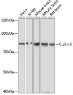 Cullin 3 Antibody in Western Blot (WB)
