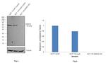 HDAC2 Antibody