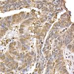 ERK2 Antibody in Immunohistochemistry (Paraffin) (IHC (P))