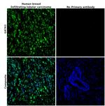 GATA3 Antibody in Immunohistochemistry (Paraffin) (IHC (P))