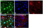 SP1 Antibody in Immunocytochemistry (ICC/IF)