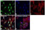 SP1 Antibody in Immunocytochemistry (ICC/IF)