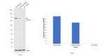 SP1 Antibody