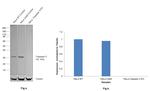 Active/Pro-Caspase 3 Antibody in Western Blot (WB)