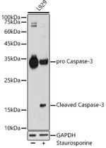 Active/Pro-Caspase 3 Antibody in Western Blot (WB)