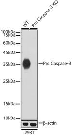 Active/Pro-Caspase 3 Antibody in Western Blot (WB)