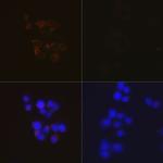 Caspase 3 p12 Antibody in Immunocytochemistry (ICC/IF)