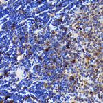 Caspase 3 p12 Antibody in Immunohistochemistry (Paraffin) (IHC (P))