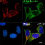 FIS1 Antibody in Immunocytochemistry (ICC/IF)