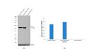 ATG5 Antibody in Western Blot (WB)