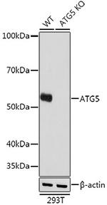 ATG5 Antibody in Western Blot (WB)