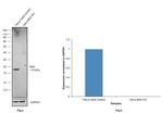 BAX Antibody in Western Blot (WB)