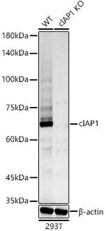 cIAP1 Antibody in Western Blot (WB)