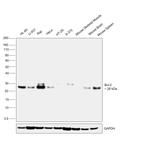 BCL-2 Antibody in Western Blot (WB)