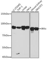 IKK alpha Antibody in Western Blot (WB)