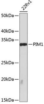 PIM1 Antibody in Western Blot (WB)