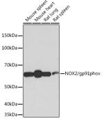 NOX2 Antibody in Western Blot (WB)