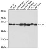 VDAC Antibody in Western Blot (WB)