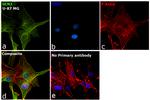 GCN2 Antibody in Immunocytochemistry (ICC/IF)