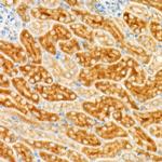 GCN2 Antibody in Immunohistochemistry (Paraffin) (IHC (P))