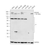 ROCK2 Antibody in Western Blot (WB)