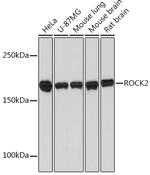 ROCK2 Antibody in Western Blot (WB)