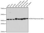 POLB Antibody in Western Blot (WB)