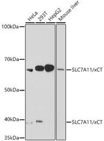 SLC7A11 Antibody in Western Blot (WB)