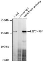 REST Antibody in Immunoprecipitation (IP)