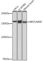 REST Antibody in Western Blot (WB)