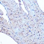 Flotillin 1 Antibody in Immunohistochemistry (Paraffin) (IHC (P))