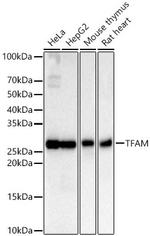 TFAM Antibody in Western Blot (WB)