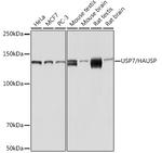 USP7 Antibody in Western Blot (WB)