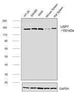 USP7 Antibody in Western Blot (WB)