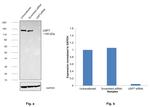 USP7 Antibody in Western Blot (WB)