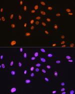 SFPQ Antibody in Immunocytochemistry (ICC/IF)