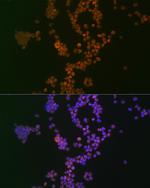 IKAROS Antibody in Immunocytochemistry (ICC/IF)