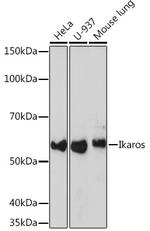 IKAROS Antibody in Western Blot (WB)