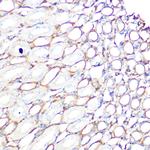 Filamin A Antibody in Immunohistochemistry (Paraffin) (IHC (P))