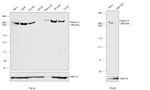 Filamin A Antibody in Western Blot (WB)