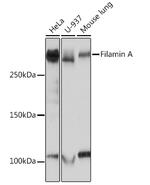 Filamin A Antibody in Western Blot (WB)